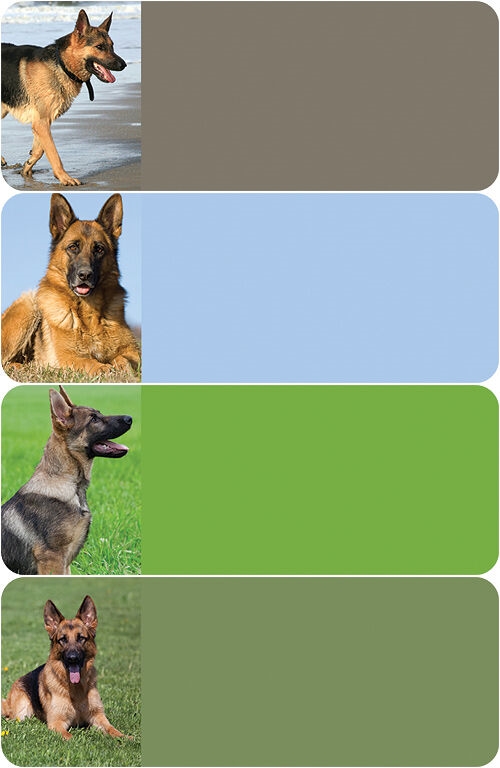 German Shepherd Address Labels