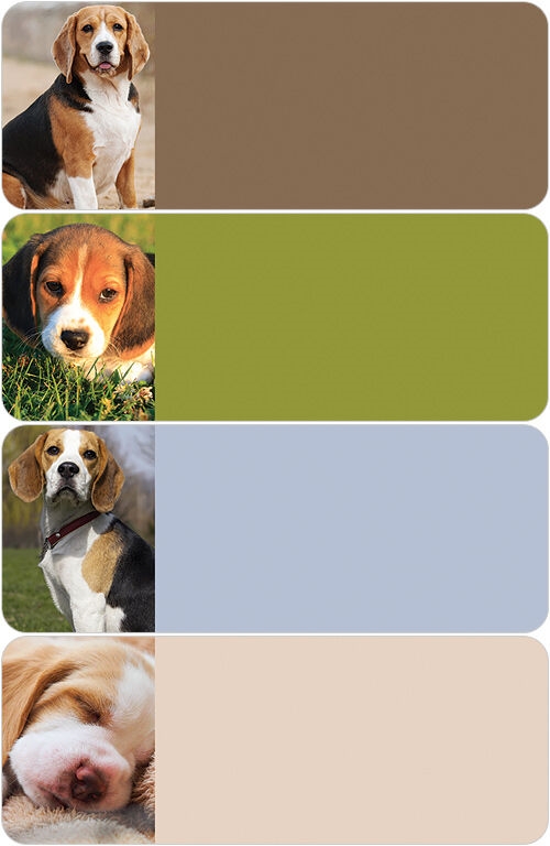 Beagle Address Labels