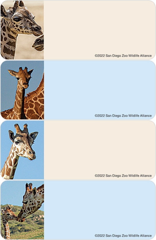 San Diego Zoo Giraffe Address Labels