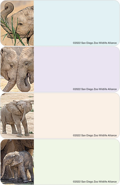 San Diego Zoo Elephant Address Labels