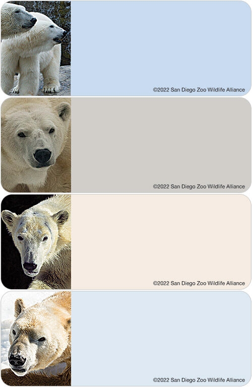 San Diego Zoo Polar Bear Labels