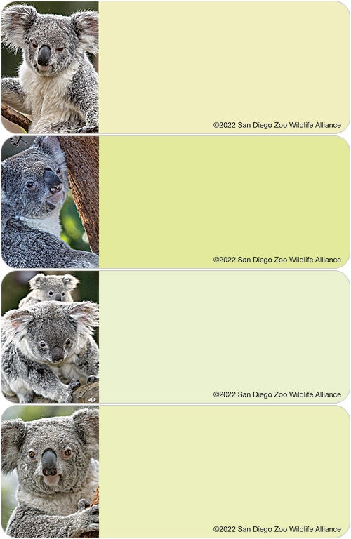 San Diego Zoo Koala Labels