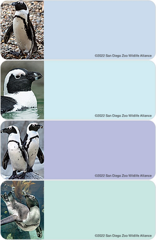 San Diego Zoo Penguin Labels