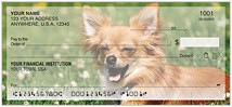 Chihuahua Checks Thumbnail